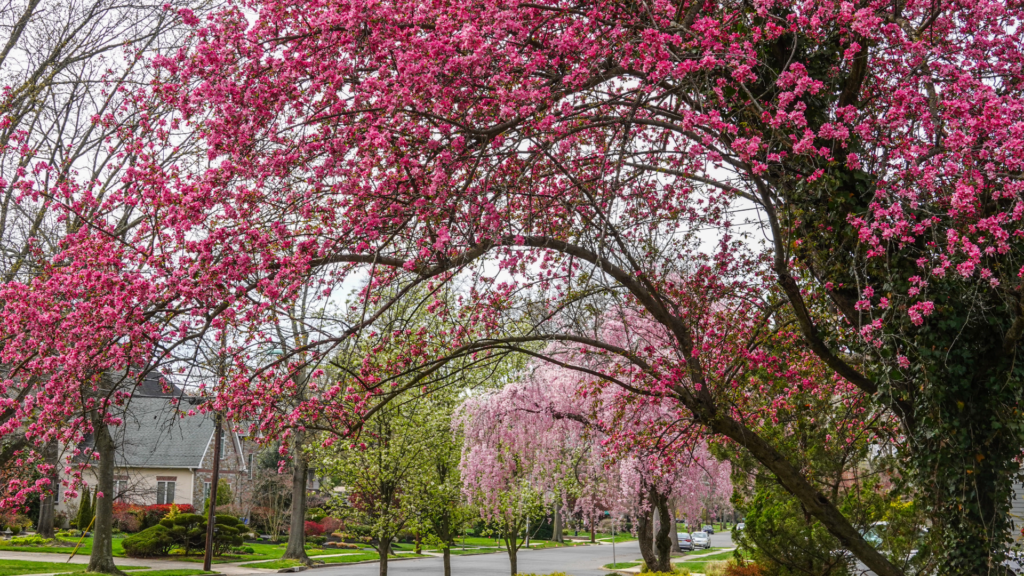 residential street with blooming trees